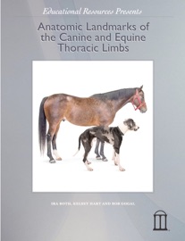 Anatomic Landmarks of the Canine and Equine Thoracic Limbs - Educational Resources, University of Georgia