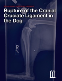Rupture of the Cranial Cruciate Ligament in the Dog - Educational Resources, University of Georgia
