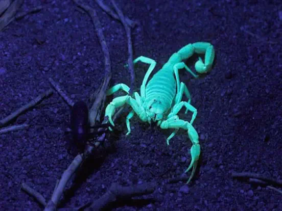 Arthropods