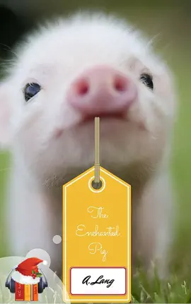 Read: The Enchanted Pig (Ebook Book + Audiobook)
