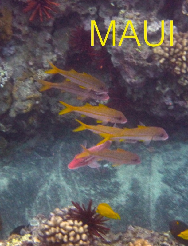 MAUI