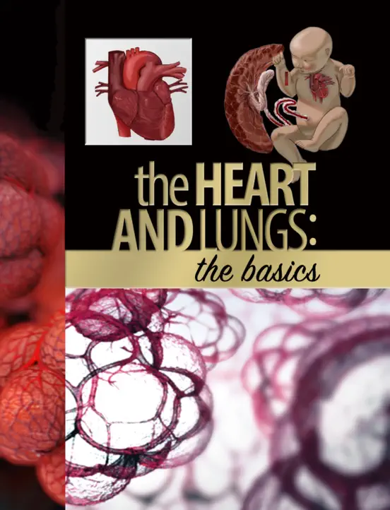 The Heart and Lungs