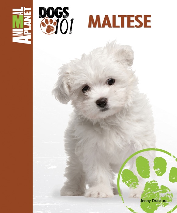 Maltese