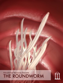 The Roundworm - Educational Resources, University of Georgia