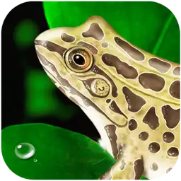 Frog Dissection app icon