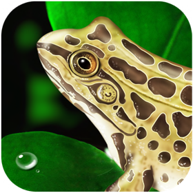 Screenshots (5) Frog Dissection