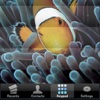 Fish Dialer