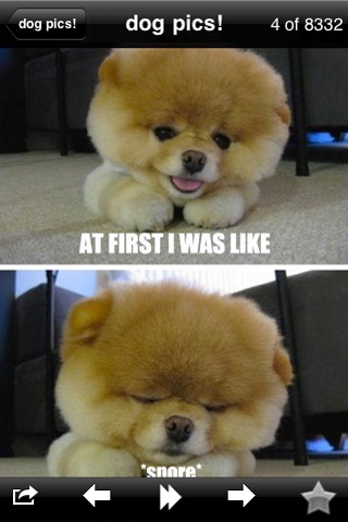 Funny Dog Pics! screenshot-4