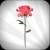 English Rose - 3D Valentine’s Day Virtual Gift