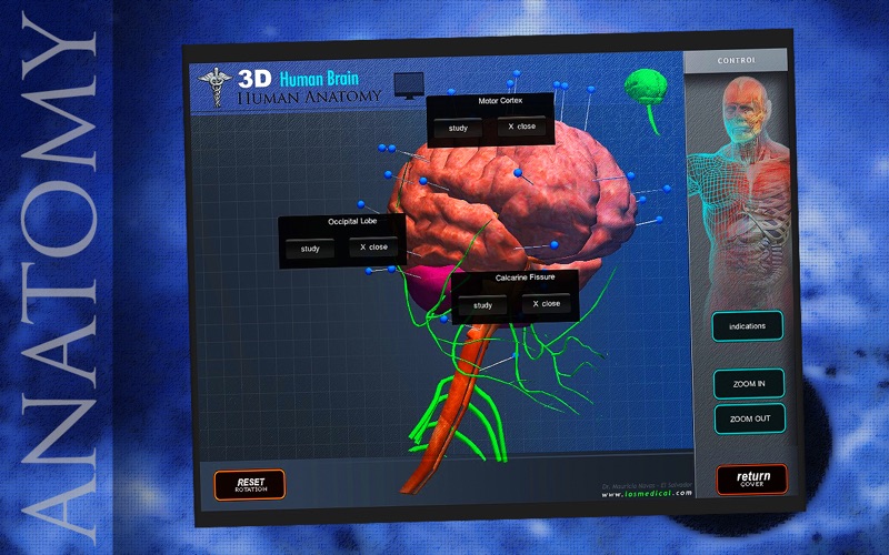 Human Brain Pins 3D thumbnail 2