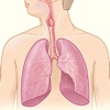 The Respiratory System