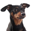 MinPins - Miniature Pinscher Toy Dog Fun