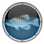 Download Reef Aquarium HD app