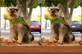 Dogs Spot the Difference screenshot