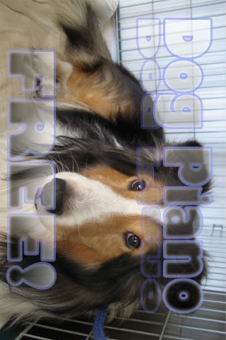 Dog Piano Free screenshot 2