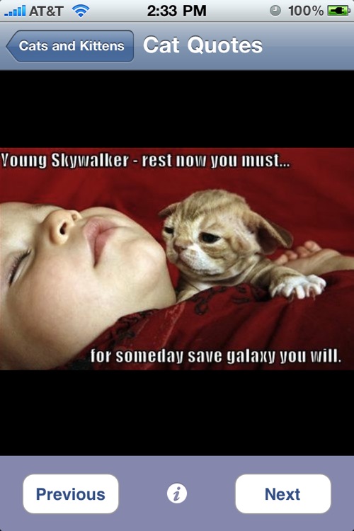 Cutest Cats & Kittens