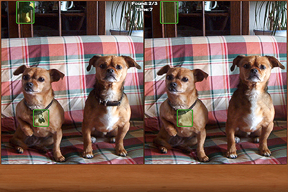 Dogs Spot the Difference screenshot