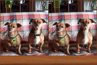 Dogs Spot the Difference screenshot 2