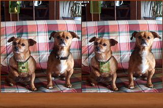 Screenshot #2 pour Dogs Spot the Difference