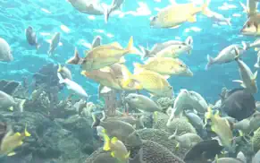 reef aquarium hd iphone resimleri 3