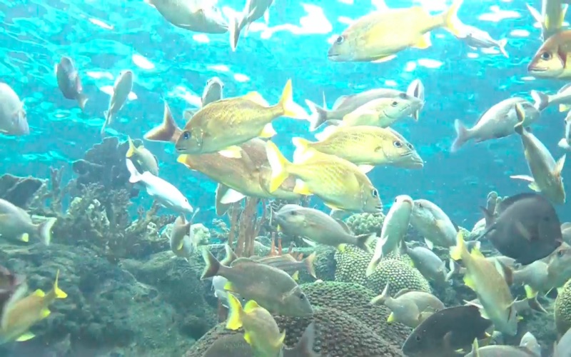reef aquarium hd iphone screenshot 3