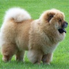 Chow Chow 101 - Everything You Need to Know about Chow Chows