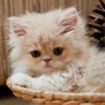 Cats Spot the Difference icon