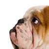 Bullies - English Bulldog Fun