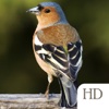 Bird Identifier HD