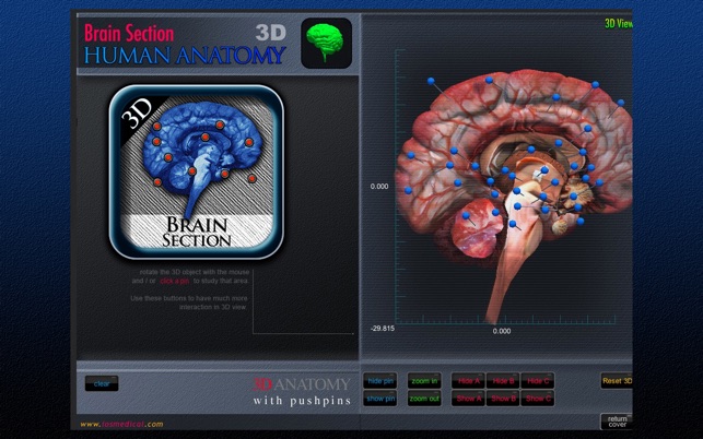 Brain Section 3D