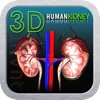 3D Human Kidney
