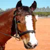 Horses Spot the Difference problems & troubleshooting and solutions
