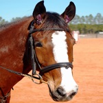 Horses Spot the Difference