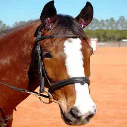 Horses Spot the Difference app icon