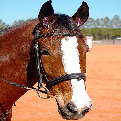 Horses Spot the Difference Icon