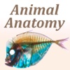 Animal Anatomy