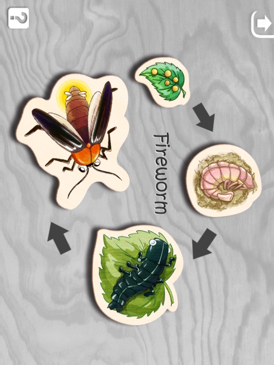 Insect Puzzle HD