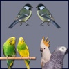 Birds Info for iPhone