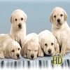 EnjoyDog HD