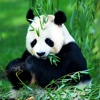 Panda Wallpapers HD