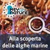 Alla scoperta delle alghe marine - Guida interattiva all'identificazione
