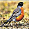 Robins - Sounds for Bird Watchers