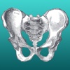 Pelvic Anatomy