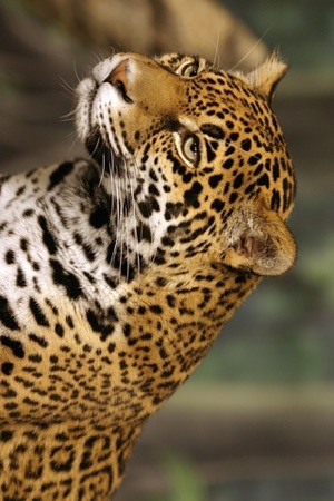 Jaguar(圖2)-速報App