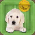 Animal Zoo - Flash Cards  Games