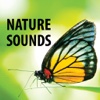 Nature Sounds