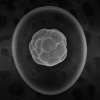 Stem-Cell Glossary