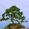 Bonsai Tree - The Art of Growing Bonsai Trees