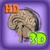 Medical Human Brain-3D