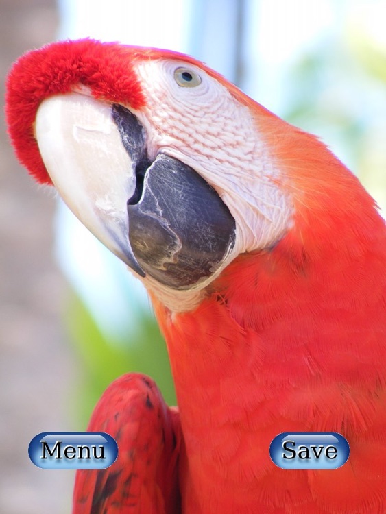 Large Desktop Wallpapers